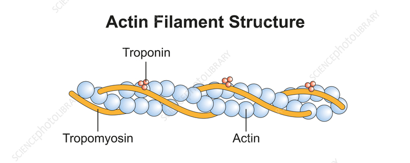 Illustration of an actin filament showing the double-helical arrangement of G-actin monomers