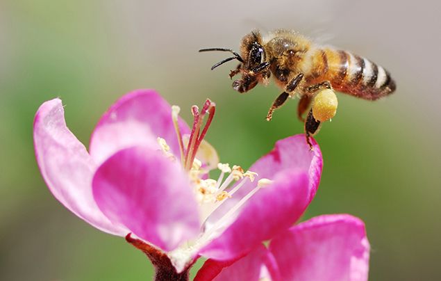 A bee β the subject of bee biophysics